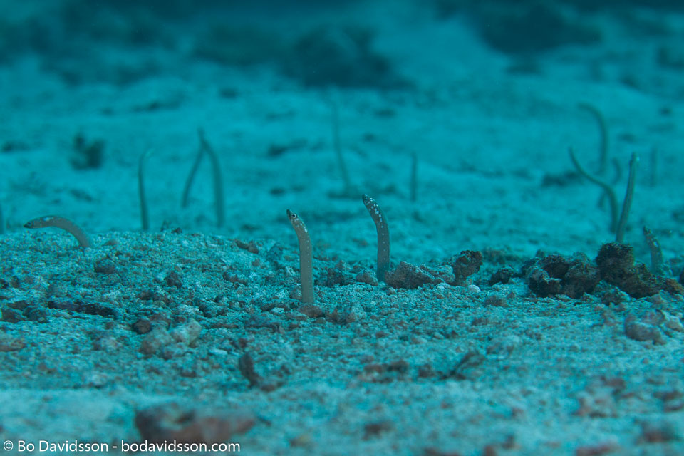BD-150422-Maldives-7737-Gorgasia-maculata.-Klausewitz---Eibl-Eibesfeldt.-1959-[White-spotted-garden-eel].jpg